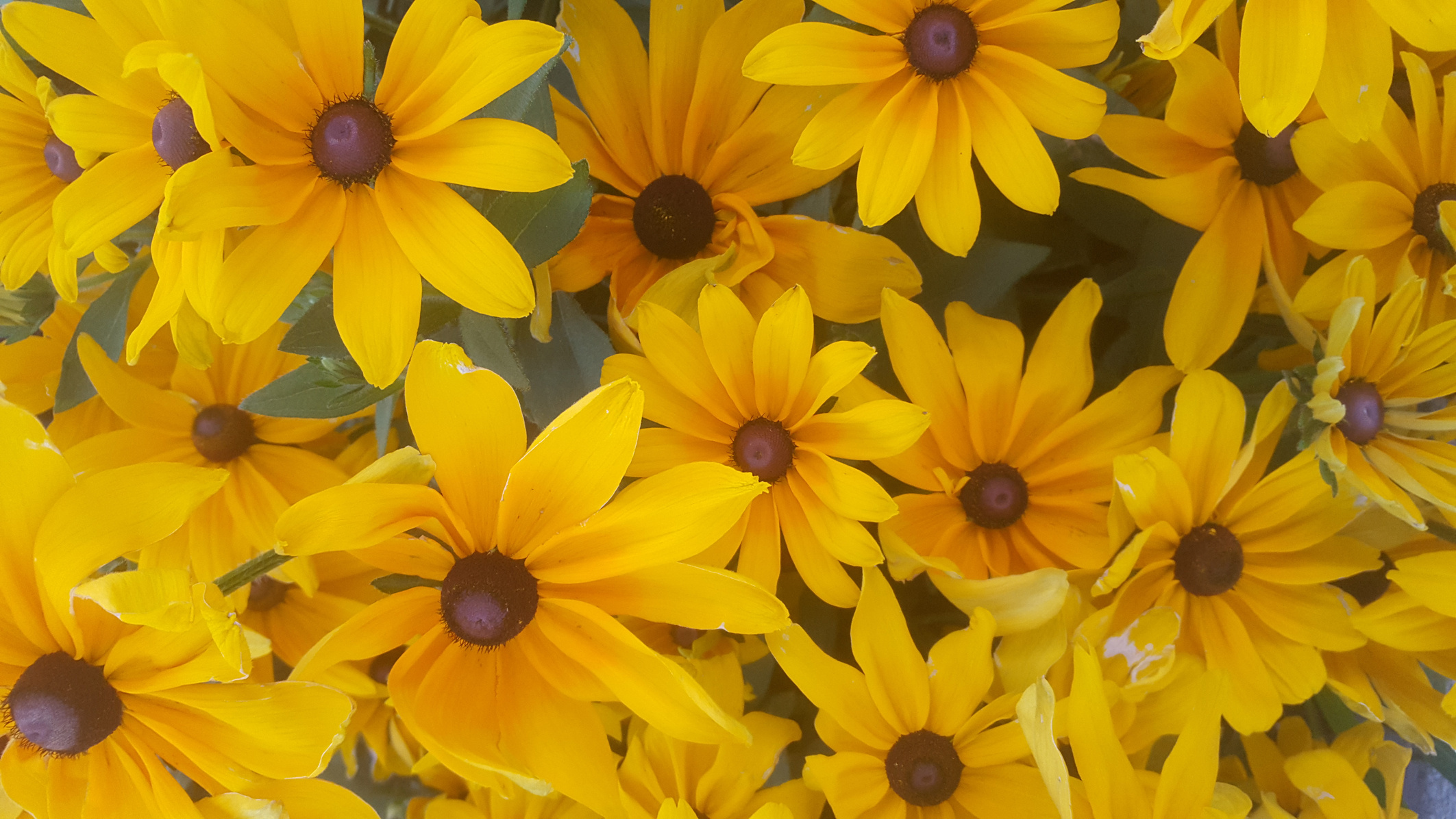 August Flowers (Photo 4)