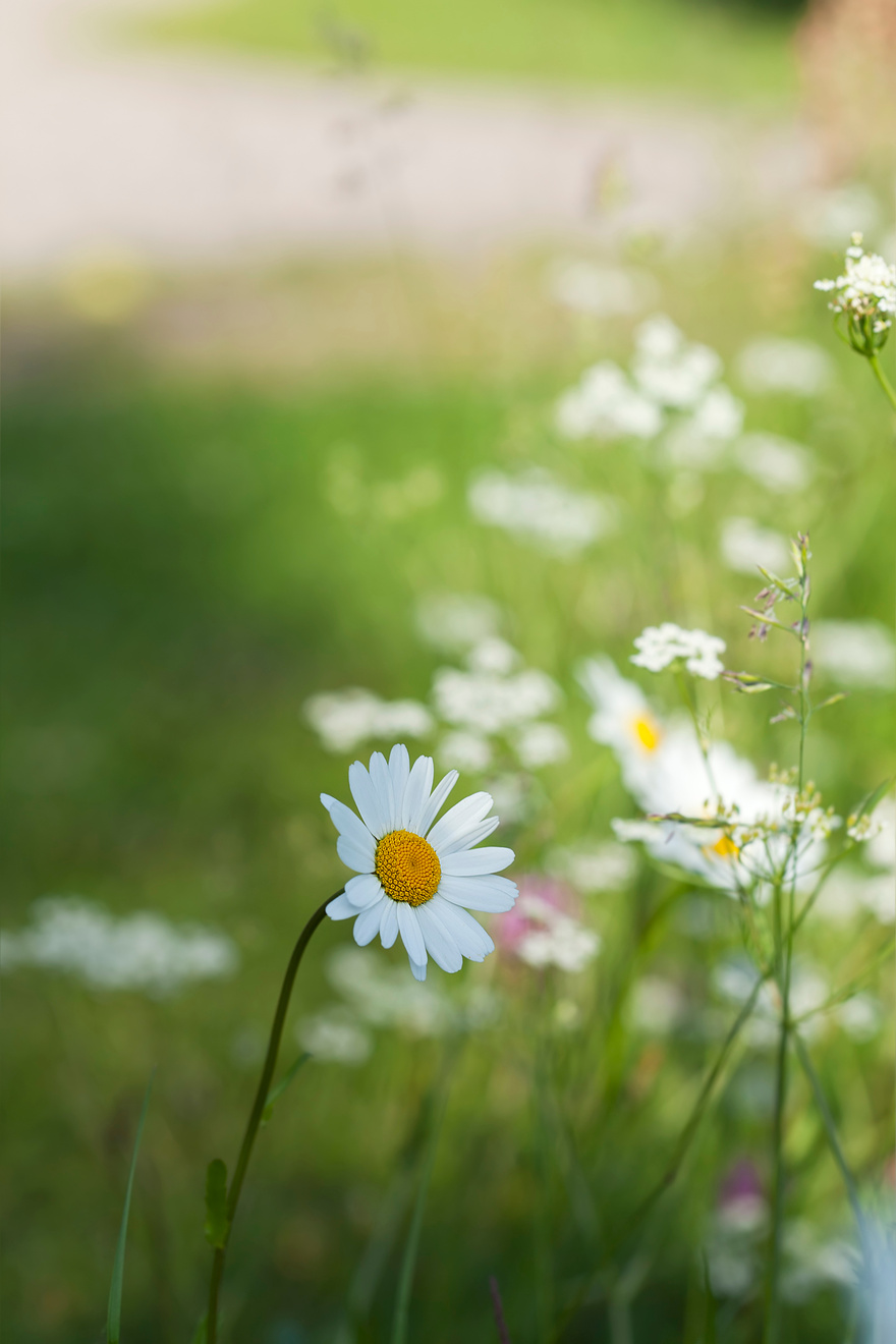 Daisy, summer photo