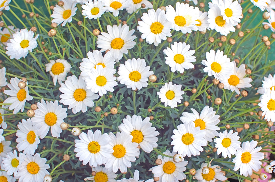 White Oxe-Eye Daisy May Flowers
