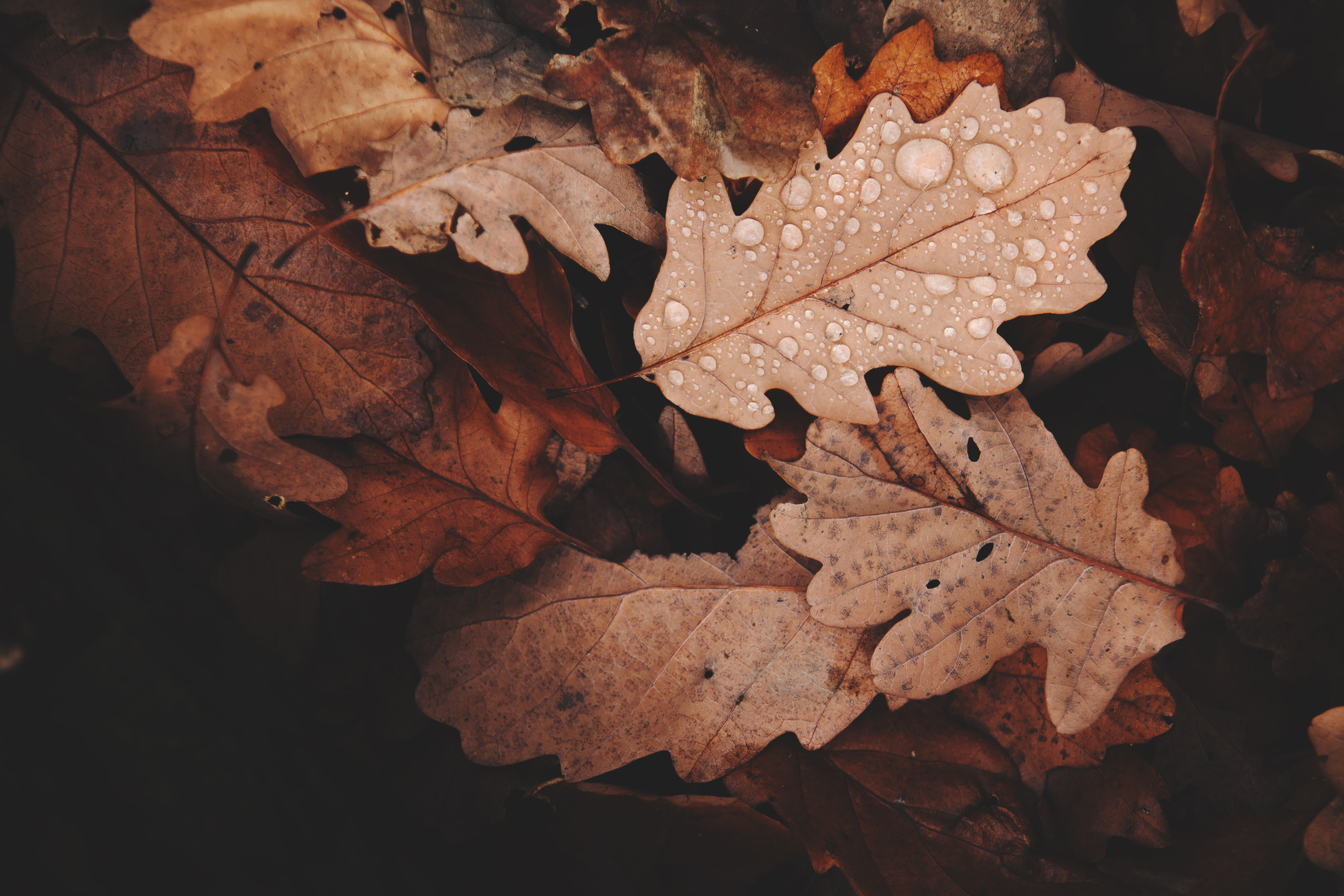 Withered Leaves Photo