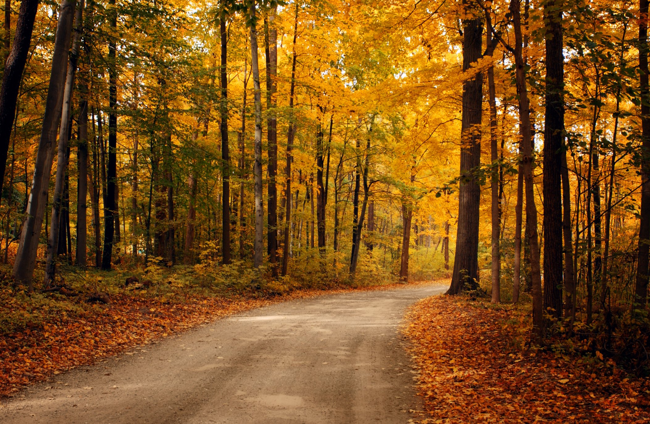 Fall Road