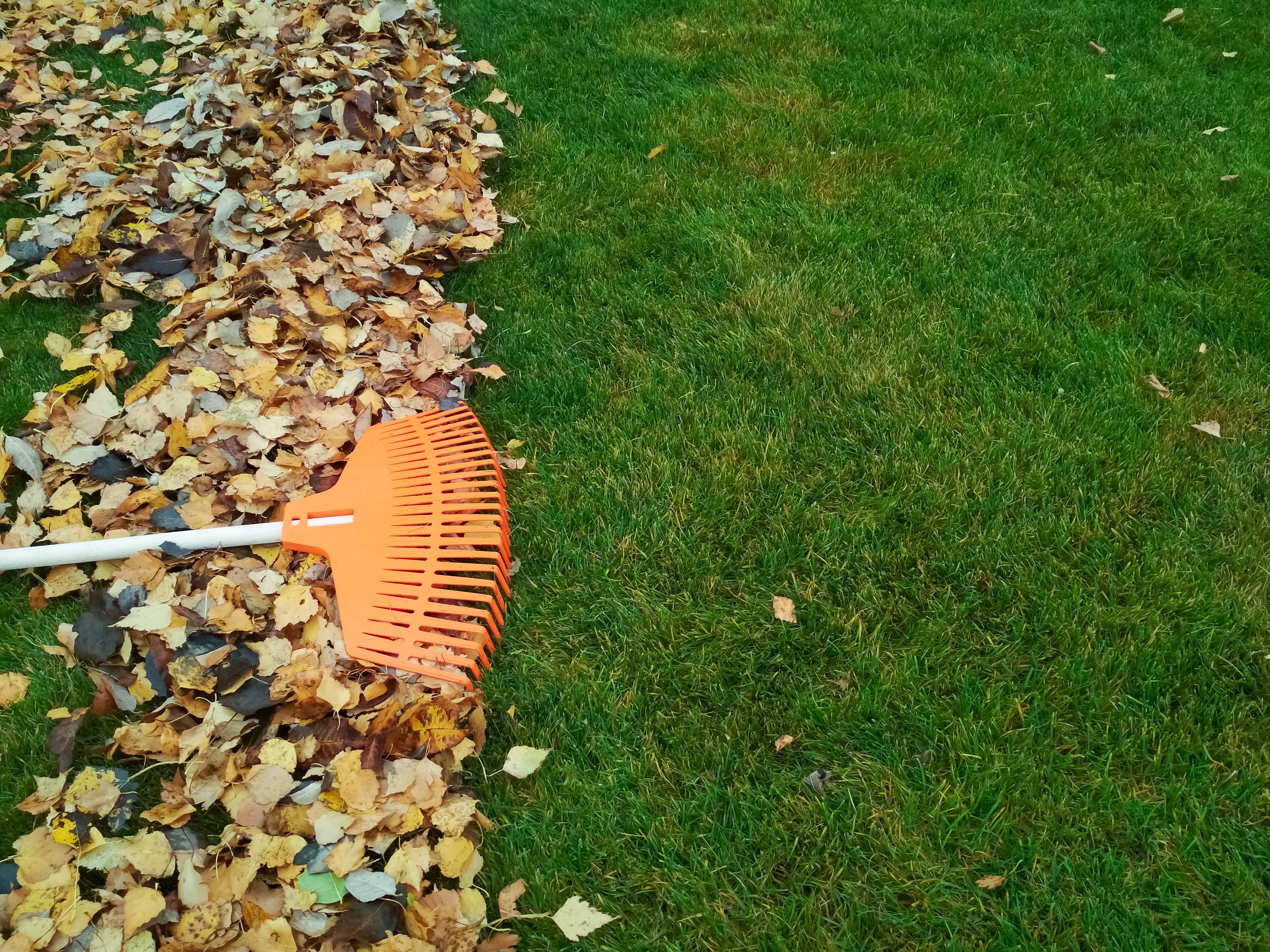 Raked Leaves on a Lawn