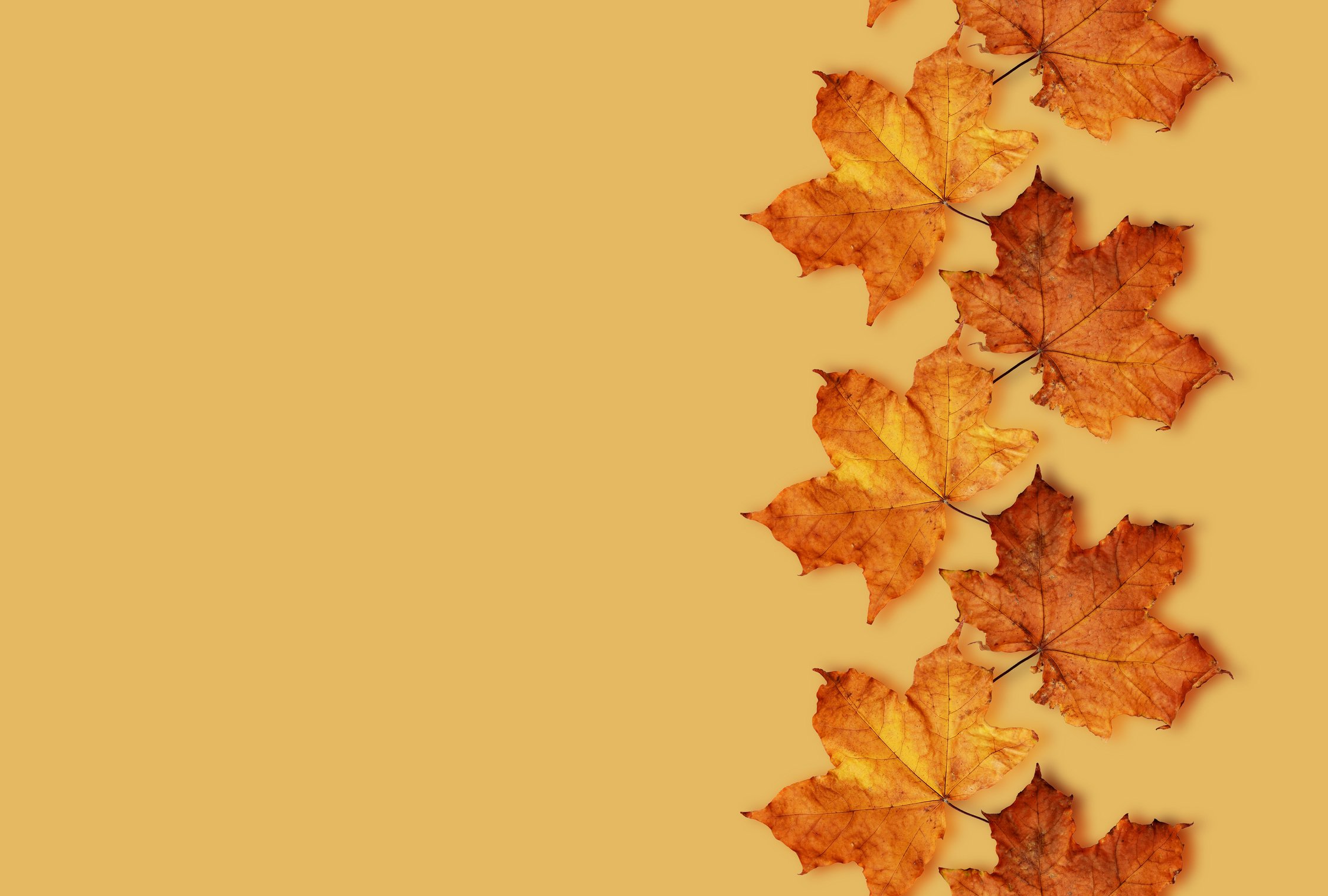 Fall leaves background